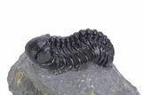 Detailed Austerops Trilobite - Ofaten, Morocco #359607-1